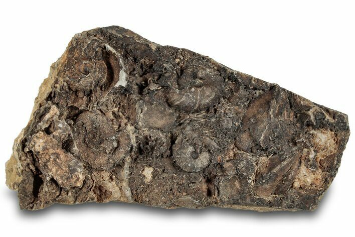 Detailed Jurassic Ammonites in Matrix - Morocco #292779